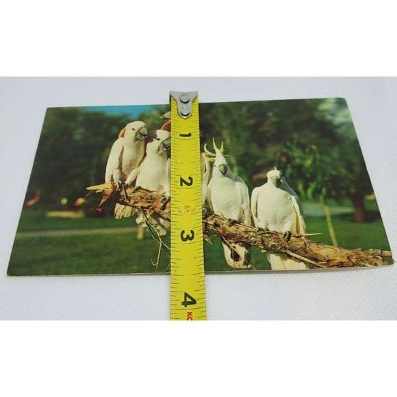 Gulf Stream Card Cockatoos At Hialeah Park Florida Miami Bird Postcard Animal - Picture 11 of 12